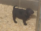 Chiots Labrador à vendre