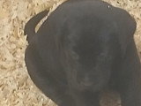 Chiots Labrador à vendre