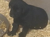 Chiots Labrador à vendre
