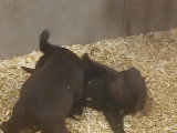 Chiots Labrador à vendre
