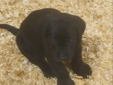 Chiots Labrador à vendre