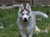 Superbes chiots Husky LOF disponibles