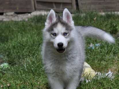 Superbes chiots Husky LOF disponibles