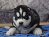 Superbes chiots Husky LOF disponibles
