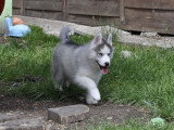 Superbes chiots Husky LOF disponibles