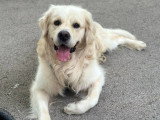 Mâle Golden Retriever LOF disponible pour saillie