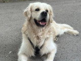 Mâle Golden Retriever LOF disponible pour saillie