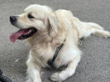 Mâle Golden Retriever LOF disponible pour saillie