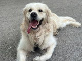 Mâle Golden Retriever LOF disponible pour saillie
