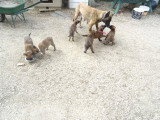 Chiots Malinois LOF à vendre
