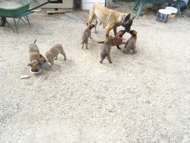 Chiots Malinois LOF à vendre