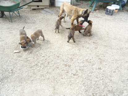 Chiots Malinois LOF à vendre