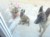 Chiots Malinois LOF à vendre