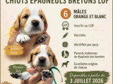 Portée de 6 chiots mâles Épagneul Breton orange et blanc LOF à réserver