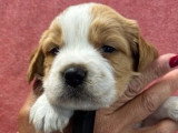 Portée de 6 chiots mâles Épagneul Breton orange et blanc LOF à réserver