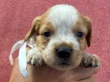 Portée de 6 chiots mâles Épagneul Breton orange et blanc LOF à réserver