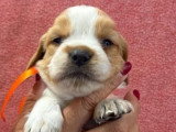 Portée de 6 chiots mâles Épagneul Breton orange et blanc LOF à réserver
