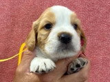 Portée de 6 chiots mâles Épagneul Breton orange et blanc LOF à réserver