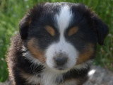 5 chiots Berger Américain Miniature à vendre LOF nés avril 2026