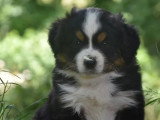 5 chiots Berger Américain Miniature à vendre LOF nés avril 2026