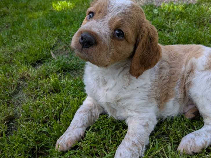 Chiot mâle Épagneul Breton à vendre