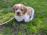 Chiot mâle Épagneul Breton à vendre