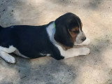 Chiot Beagle mâle LOF disponible né en avril 2026
