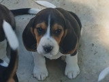 Chiot Beagle mâle LOF disponible né en avril 2026