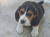 Chiot Beagle mâle LOF disponible né en avril 2026