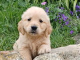 Chiot Golden Retriever mâle à vendre non LOF disponible juin 2026