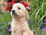 Chiot Golden Retriever mâle à vendre non LOF disponible juin 2026