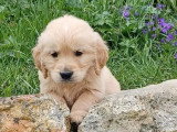 Chiot Golden Retriever mâle à vendre non LOF disponible juin 2026