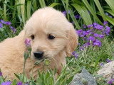 Chiot Golden Retriever mâle à vendre non LOF disponible juin 2026