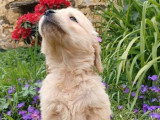 Chiot Golden Retriever mâle à vendre non LOF disponible juin 2026