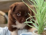 5 chiots Berger Australien LOF nés en avril 2026 à vendre