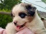 5 chiots Berger Australien LOF nés en avril 2026 à vendre