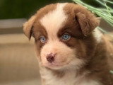 5 chiots Berger Australien LOF nés en avril 2026 à vendre