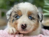 5 chiots Berger Australien LOF nés en avril 2026 à vendre