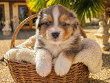 2 chiots Berger Américain Miniature LOF d'avril 2026 à vendre