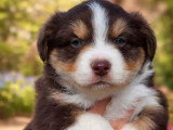 2 chiots Berger Américain Miniature LOF d'avril 2026 à vendre