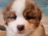 2 chiots Berger Américain Miniature LOF d'avril 2026 à vendre