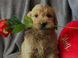 Chiots Goldendoodle F1 à vendre