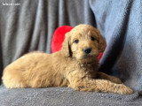 Chiots Goldendoodle F1 à vendre