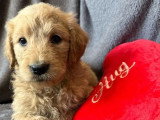 Chiots Goldendoodle F1 à vendre