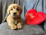 Chiots Goldendoodle F1 à vendre
