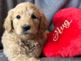 Chiots Goldendoodle F1 à vendre