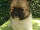 Chiots Spitz Poméranien à vendre