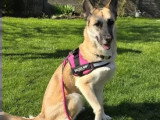 Chienne Berger Malinois fauve de 4 ans en attente d'un foyer