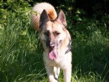 Chienne Berger Malinois fauve de 4 ans en attente d'un foyer