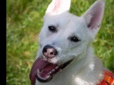 Chien au pelage blanc d'un an à la recherche d'une famille